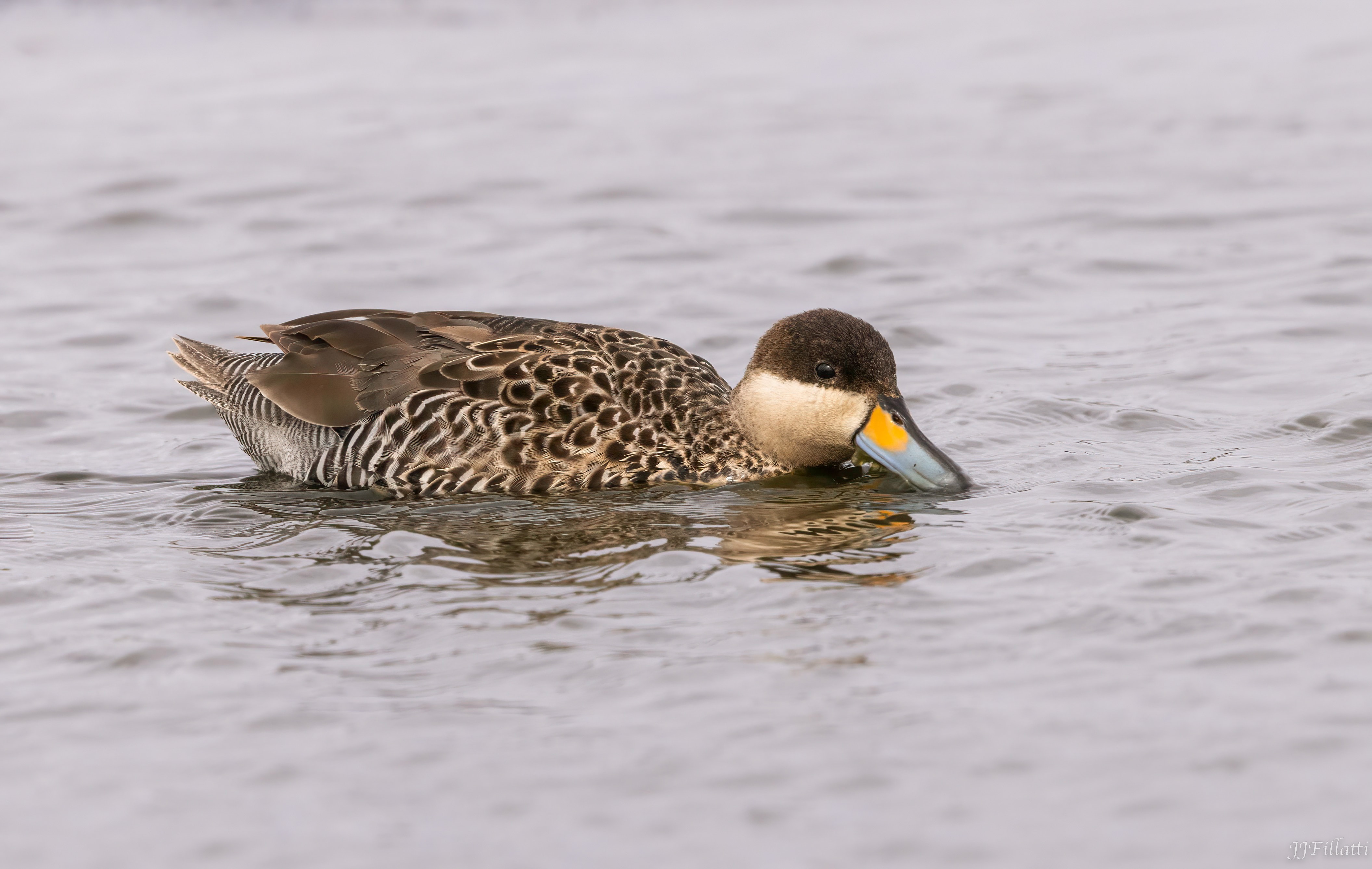 bird of the falklands image 93